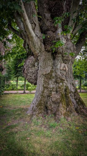 Eine von mehreren 200 Jahre alten Ulmen im Pfarrgarten