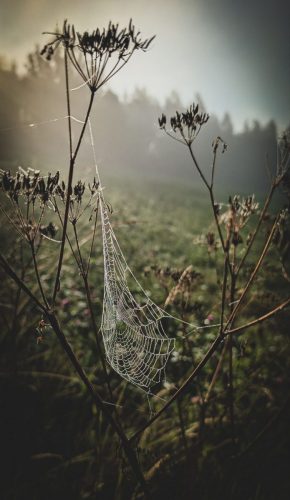 Ein Hauch von Altweibersommer