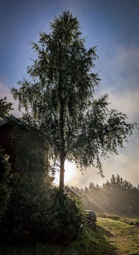 Frühnebel