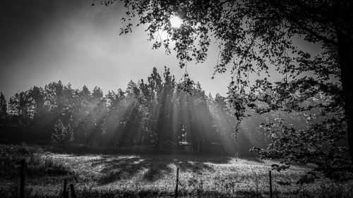 Frühnebel