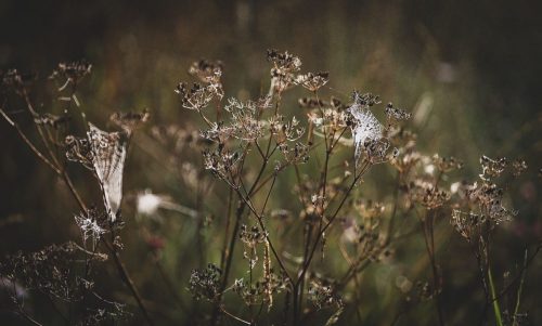 Ein Hauch von Altweibersommer