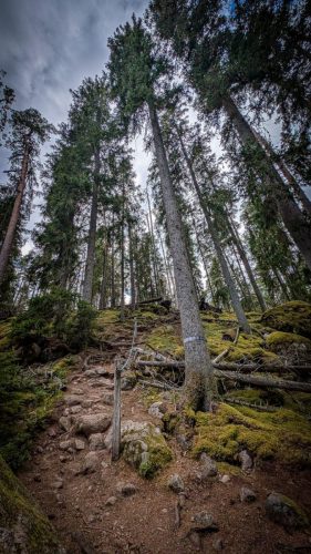 Wanderung durch den Norra Kvill Nationalpark
