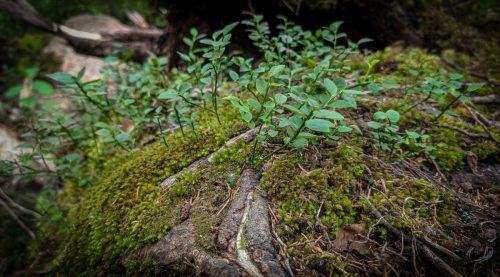 Wanderung durch den Norra Kvill Nationalpark