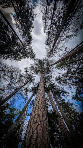 Wanderung durch den Norra Kvill Nationalpark