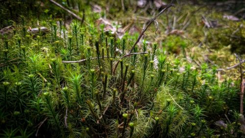 Wanderung durch den Norra Kvill Nationalpark