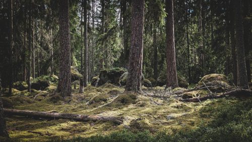 Wanderung durch den Norra Kvill Nationalpark