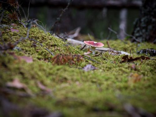 Wanderung durch den Norra Kvill Nationalpark