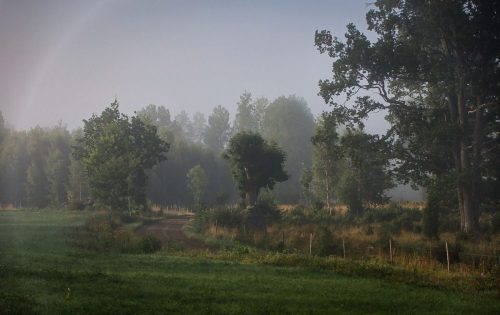 Frühnebel
