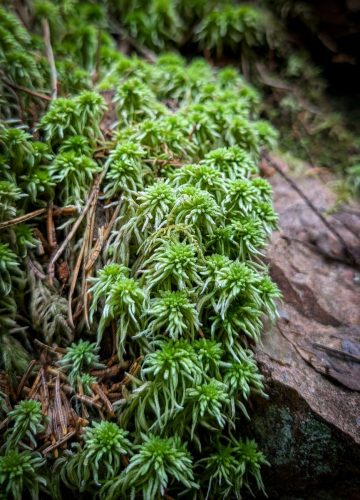 Viele Moosarten fühlen sich im feucht-kühlen Klima wohl