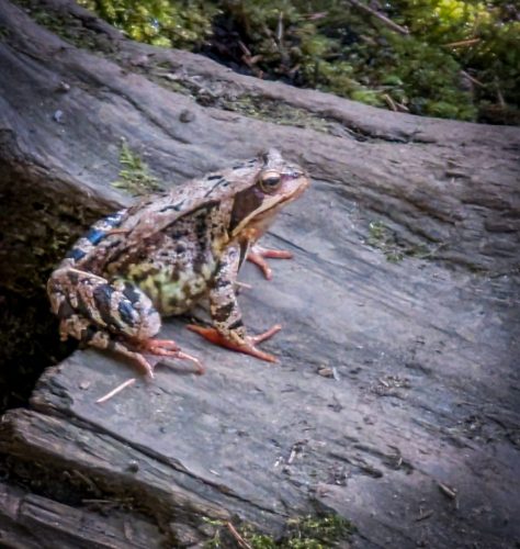 Grasfrosch beim Sonnenbad