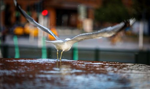 Möwe auf Abflug