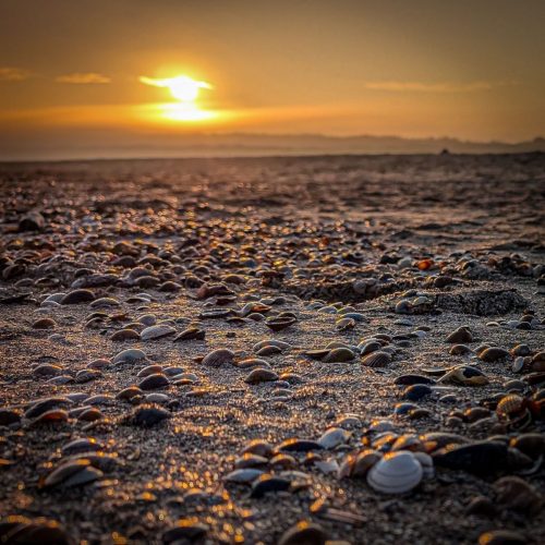 Muscheln in der Abendsonne
