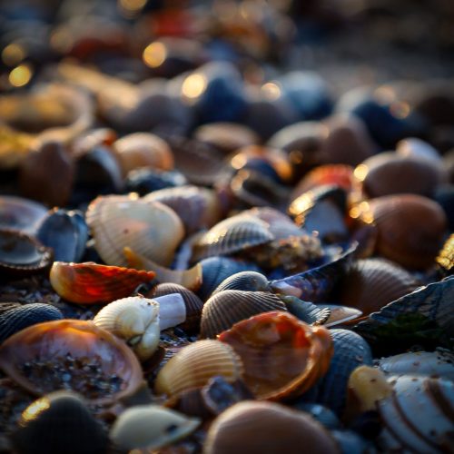 Muschelzeit