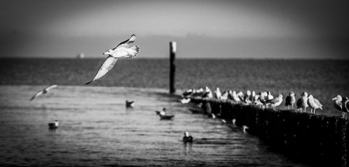Frei wie ein Vogel